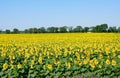 Field of sunflowers. Composition of nature. Sunflower field over blue sky with the space for text and advertising, sunflower field Royalty Free Stock Photo