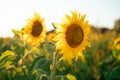 Beautiful sunflower field under picturesque sky at sunset