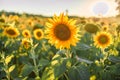 Beautiful sunflower field under picturesque sky at sunset