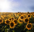 A field of sunflowers at dawn. Sunflower field at dawn. Sunrise over sunflower field. Sunflowers on sunflower field. EGS Royalty Free Stock Photo