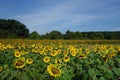 Field of sunflowers in Dix Park, Raleigh, NC