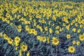 Field of sunflowers in early morning light Royalty Free Stock Photo