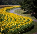 Field of sunflowers facing the sun Royalty Free Stock Photo