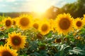 field of sunflowers facing the sun, radiating positivity and optimism Royalty Free Stock Photo