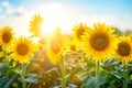 field of sunflowers facing the sun, radiating positivity and optimism Royalty Free Stock Photo
