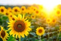 field of sunflowers facing the sun, radiating positivity and optimism Royalty Free Stock Photo