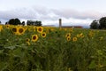 Field of sunflowers with farm buildings in soft focus background, Island of Orleans Royalty Free Stock Photo