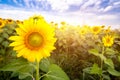 Field sunflowers with flare light daytime morning. Royalty Free Stock Photo