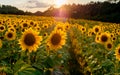 Field of sunflowers. Sunflowers flowers. Landscape from a sunflower farm. A field of sunflowers high in the mountain. Produce envi