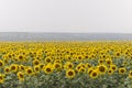 Field of sunflowers on foggy day. Blooming sunflowers meadow in haze. Summer landscape.