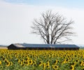 Sunflowers with Barn Royalty Free Stock Photo