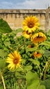 a field of sunflowers in front of a brick wall