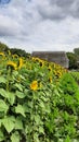 A field of sunflowers in front of an old house with a thatched roof. Thatched building behind sunflowers. Roof made of reed hiding Royalty Free Stock Photo