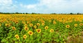 Field of sunflowers in full spring bloom with bee pollination Royalty Free Stock Photo