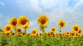 Field of sunflowers in full spring bloom with bee pollination Royalty Free Stock Photo