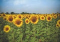 Field of sunflowers in full spring bloom with bee pollination Royalty Free Stock Photo