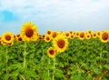 Field of sunflowers in full spring bloom with bee pollination Royalty Free Stock Photo