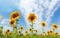 Field of sunflowers in full spring bloom with bee pollination Royalty Free Stock Photo