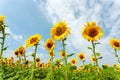 Field of sunflowers in full spring bloom with bee pollination Royalty Free Stock Photo