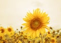 Field of sunflowers in golden sunset. Royalty Free Stock Photo