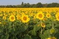 Sunflower field in Alsace in summer time