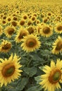 Field of Sunflowers half way through lifecycle Royalty Free Stock Photo