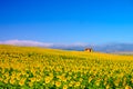 Field of sunflowers and hause . Beautiful summer landscape