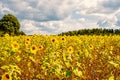 Field of sunflowers Helianthus annuus in the Lueneburg Royalty Free Stock Photo