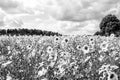 Field of sunflowers Helianthus annuus in the Lueneburg Royalty Free Stock Photo