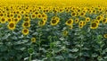 Field of sunflowers Royalty Free Stock Photo