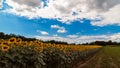 Sunflowers field near Udine, Friuli Venezia-Giulia, Italy Royalty Free Stock Photo