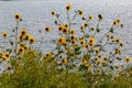 Field of Sunflowers with water background