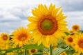 Field of sunflowers. Large common sunflowers, landscape from a sunflower farm. Orange beautiful flowers, agricultural Royalty Free Stock Photo