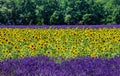 Field with sunflowers and a field with lavender. A beautiful combination of colors.