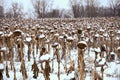 Dried Sunflowers in the field in winter Royalty Free Stock Photo