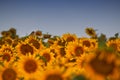 Field of sunflowers with little bird