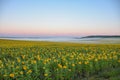 Field of sunflowers in morning fog, meadow in fog, morning fog in field Royalty Free Stock Photo