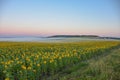 field of sunflowers in morning fog, meadow in fog, morning fog in field Royalty Free Stock Photo