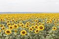 Field of sunflowers muted colors. Blooming sunflowers meadow. Summer landscape. Royalty Free Stock Photo
