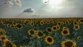 Field of Sunflowers, Nature Landscape