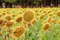 Field of sunflowers near SebÃÂºlcor in Spain Royalty Free Stock Photo