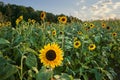 A field of sunflowers in Raleigh