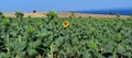 Field of sunflowers not yet in bloom except one sunflower Royalty Free Stock Photo