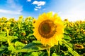 Field of sunflowers Royalty Free Stock Photo