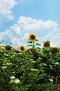 Field of sunflowers with one outstanding sunflower