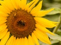 Field of sunflowers Pam Nelson`s farm Valley Nebraska