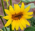 Field of sunflowers Pam Nelson`s farm Valley Nebraska Royalty Free Stock Photo