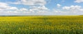 Field of sunflowers panorama landscape. Bright blooming sunflowers meadow against blue sky with clouds. Sunny summer landscape.