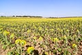 field of sunflowers, photo as a background