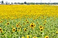 field of sunflowers, photo as a background